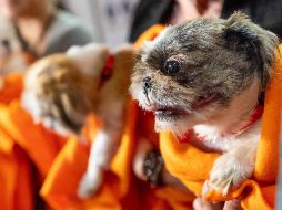 Estas razas destacan por su tamaño compacto, su temperamento equilibrado o porque requieren un nivel moderado de ejercicio. AP / ARCHIVO