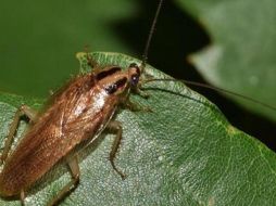 Las cucarachas son unos insectos muy persistentes, y no es fácil eliminarlas. ESPECIAL