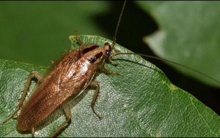 Las cucarachas son unos insectos muy persistentes, y no es fácil eliminarlas. ESPECIAL