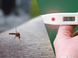 Debido a que en la actualidad no hay una vacuna del dengue accesible, la prevención es fundamental.  ESPECIAL/Imagen de Himas Rafeek en Pixabay/Imagen de Gundula Vogel en Pixabay