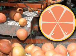 La toronja es rica en vitaminas A, B2 y B3, así como en minerales como potasio, calcio, hierro, fósforo y magnesio. EL INFORMADOR / ARCHIVO