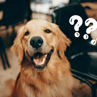 ¿Por qué los perros saben cuándo una persona va a morir?