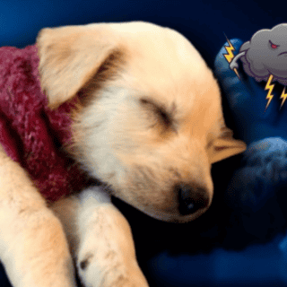 ¿Por qué NO debes despertar a los perros si tienen pesadillas?