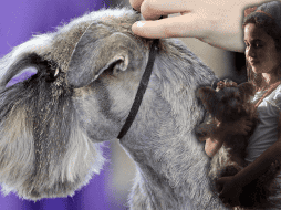 Para los niños, los animales de compañía pueden convertirse en sus mejores amigos y confidentes.  AFP / AP / ARCHIVO