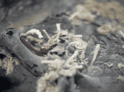 Esta foto es una muestra de una placa rocosa girada que muestra la presencia de gusanos tubulares Riftia y Oasisia, así como otros organismos. AP / ARCHIVO