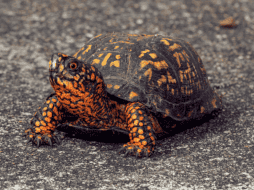Las autoridades de Hong Kong planean instalar más de 600 conjuntos de cámaras de vigilancia policial en toda la ciudad este año. Pexels