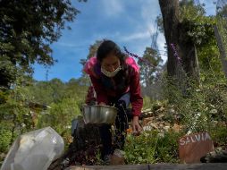 La naturaleza ofrece plantas que tienen efectos curativos, aunque muchas son desdeñadas por ser consideradas como una plaga o maleza. EFE / ARCHIVO