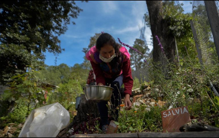 La naturaleza ofrece plantas que tienen efectos curativos, aunque muchas son desdeñadas por ser consideradas como una plaga o maleza. EFE / ARCHIVO