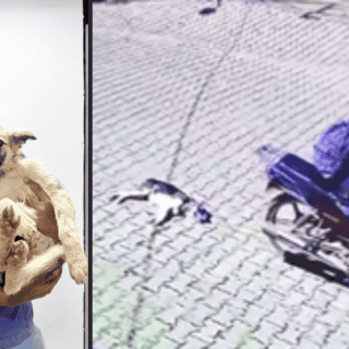 Así se se encuentra el perrito que fue arrastrado por una motocicleta en Jalisco