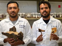 La Unam expuso que el árbol descubierto fue observado por Torres Montufar y su equipo de investigación. Boletín UNAM