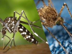 En EL INFORMADOR, te decimos cuáles son las características de la principal especie de mosquito transmisora del patógeno. ESPECIAL/Imagen de WikiImages en Pixabay/Imagen de Егор Камелев en Pixabay