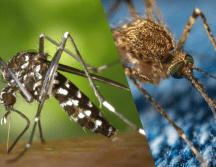 En EL INFORMADOR, te decimos cuáles son las características de la principal especie de mosquito transmisora del patógeno. ESPECIAL/Imagen de WikiImages en Pixabay/Imagen de Егор Камелев en Pixabay