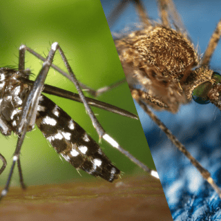 ¡Cuidado! Así se ve el mosquito principal transmisor de dengue