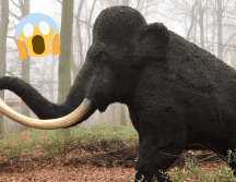 Resucitar especies extintas trae consigo una serie de debates éticos. Pixabay