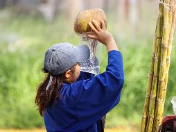 El incremento en casos de dengue en Jalisco ha disparado la venta y el precio también del coco en puestos y distribuidores en los mercados y fruterías. EL INFORMADOR / H. Figueroa