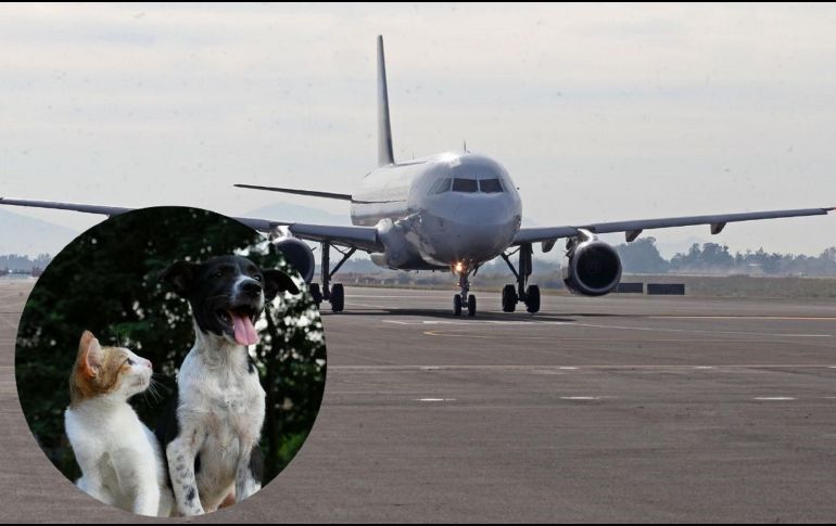 En el caso de Volaris de acuerdo con la información disponible en su página web, el servicio de animales de apoyo emocional no tiene un costo adicional. EL INFORMADOR / ARCHIVO / A. BARWA