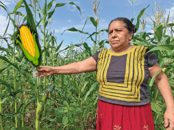 Nutrientes esenciales, como el ácido fólico y el magnesio, también son componentes del maíz. SUN / ARCHIVO