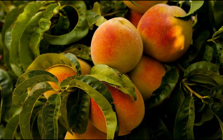 Originario de China, el durazno es considerado un símbolo de longevidad e inmortalidad. ESPECIAL / Foto de Ian Baldwin en Unsplash