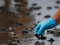 En playa del Pacífico del país buscan la conservación de esta especie. EFE/ B. Velasco