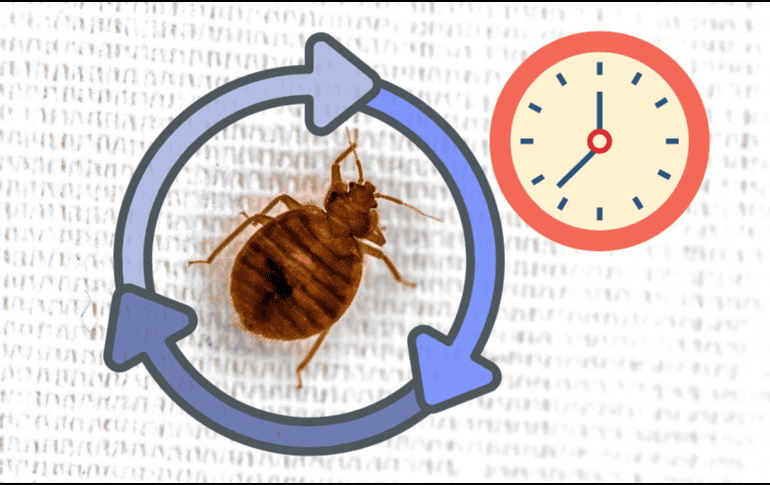 Su ciclo de vida se divide en tres etapas: huevo, ninfa y adulto. Canva