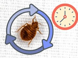 Su ciclo de vida se divide en tres etapas: huevo, ninfa y adulto. Canva