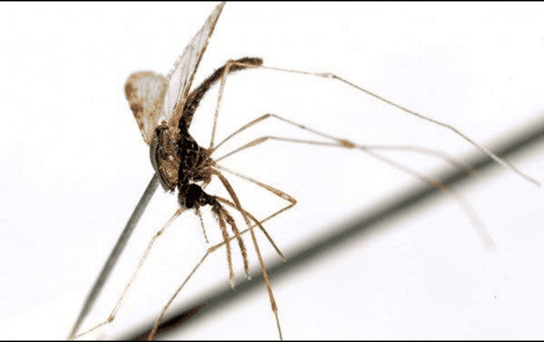 Esta enfermedad es propagada por el mosquito anofeles. EFE / ARCHIVO