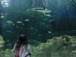 Vientos del norte impactaron de forma directa a la construcción del acuario. EL INFORMADOR/ARCHIVO