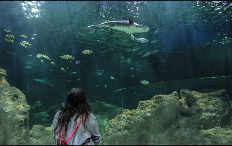 Vientos del norte impactaron de forma directa a la construcción del acuario. EL INFORMADOR/ARCHIVO