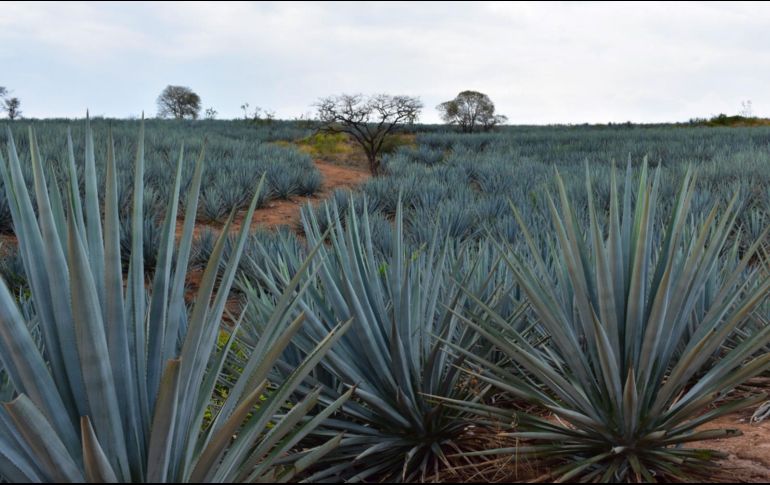 El Consejo Regulador del Tequila (CRT) hizo un llamado a los productores de agave a obtener la certificación Agave Responsable Social la cual les permitirá acuerdos directos para la comercialización de la planta con los industriales. ESPECIAL