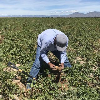 Programas Bienestar: Estos son los 5 apoyos para trabajadores del campo