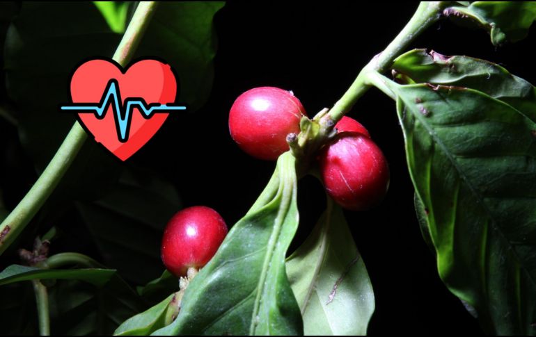 El café es uno de los productos que suele producirse de forma orgánica. NOTIMEX / ARCHIVO