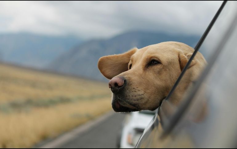 Nunca dejes sola a tu mascota dentro de ningún vehículo. UNSPLASH / E. PETERS