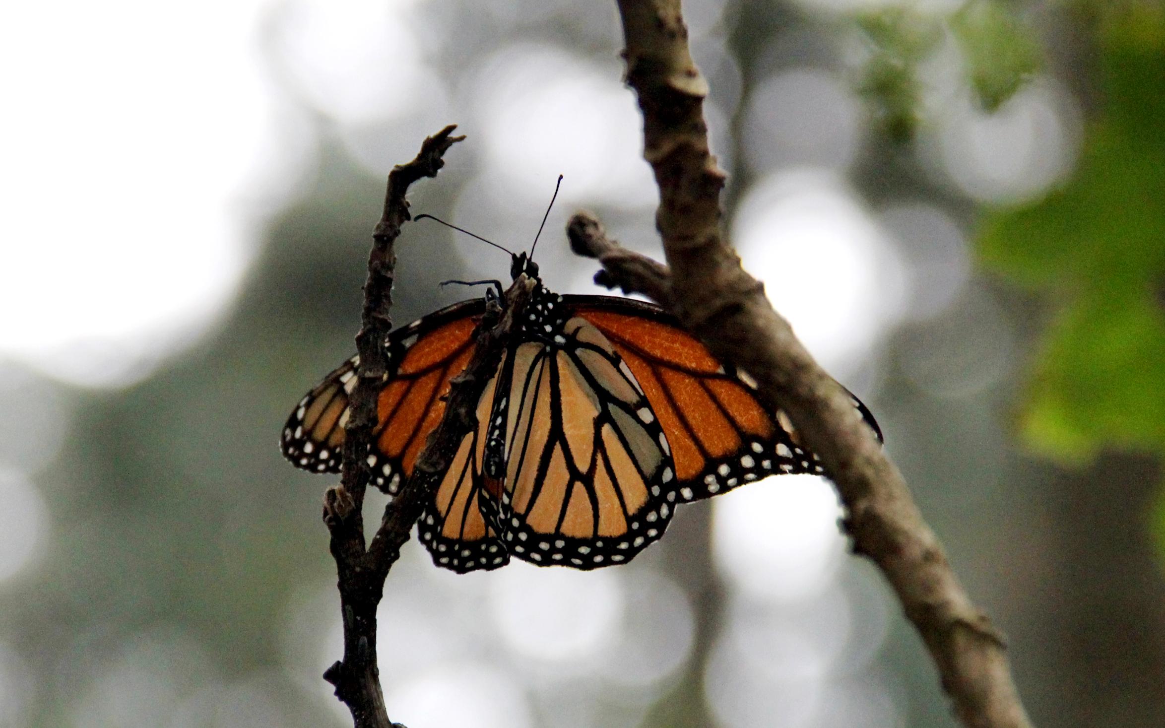 Si deseas ver a la mariposa Monarca en su hábitat natural, te recomendamos visitar estos santuarios. ESPECIAL / NOTIMEX