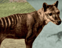 Los científicos creen que puede revivir a este animal en unos 3 o 5 años. Flickr