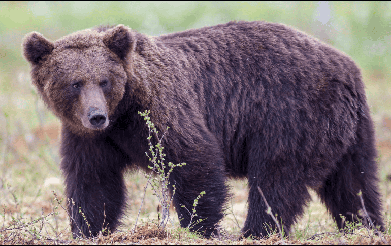 Muchas personas estaban desconsoladas y devastadas por su muerte, señalando que era una trágica pérdida. Pixabay