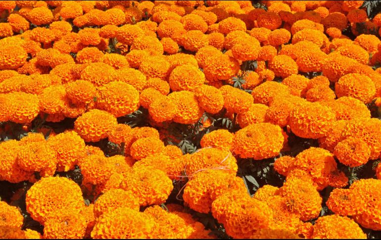 El nombre Cempasúchil proviene del náhuatl Cempohualxochitl, que significa 