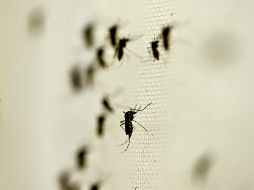 Jalisco, Nuevo León, Veracruz, Guerrero y Morelos concentran el 41 por ciento de los casos de dengue a nivel nacional. NTX/ ARCHIVO