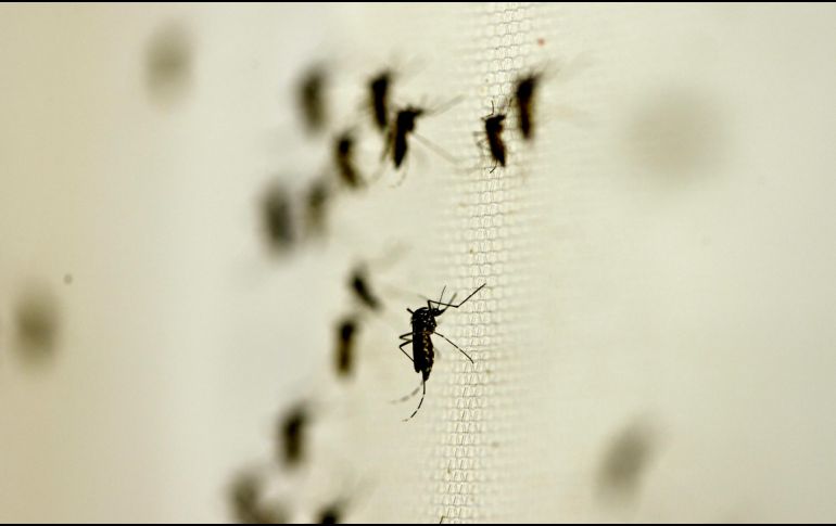 Jalisco, Nuevo León, Veracruz, Guerrero y Morelos concentran el 41 por ciento de los casos de dengue a nivel nacional. NTX/ ARCHIVO
