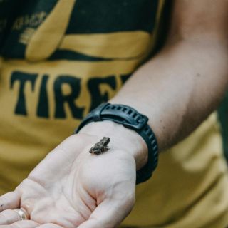 Descubren en Brasil un sapo-pulga, es el segundo vertebrado más pequeño del mundo