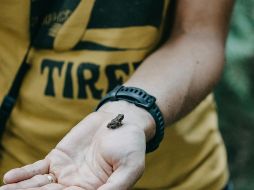 El ejemplar, del género Brachycephalus, mide 6,95 milímetros y puede posarse sobre una uña. (imagen ilustrativa). UNSPLASH