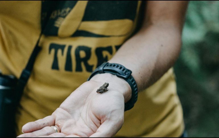 El ejemplar, del género Brachycephalus, mide 6,95 milímetros y puede posarse sobre una uña. (imagen ilustrativa). UNSPLASH