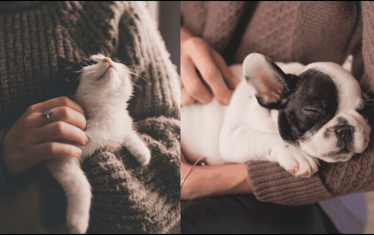 Según datos del INEGI, México es el tercer país a nivel mundial en la realización de prácticas de crueldad animal. CANVA