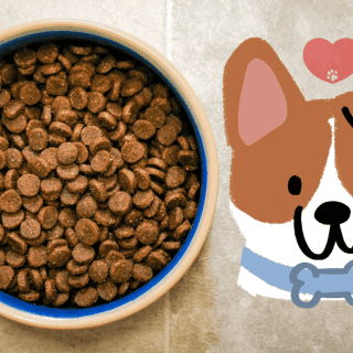 Estas son las croquetas con más proteína para tu mascota, según Profeco