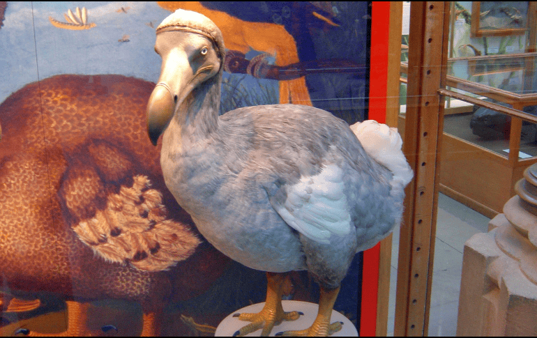 Esta compañía planea revivir animales extintos como el mamut, el tigre de Tasmania o el Dodo. Pixabay