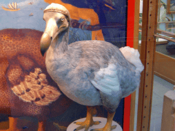 Esta compañía planea revivir animales extintos como el mamut, el tigre de Tasmania o el Dodo. Pixabay