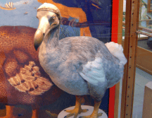 Esta compañía planea revivir animales extintos como el mamut, el tigre de Tasmania o el Dodo. Pixabay