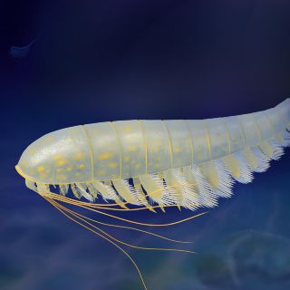 Descubren nueva especie conservada en 'oro', pariente de arañas y escorpiones