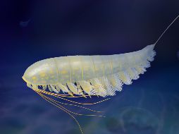 El nuevo fósil pertenece a un grupo de artrópodos denominado 'megacheiranos'. EFE/X. Wang