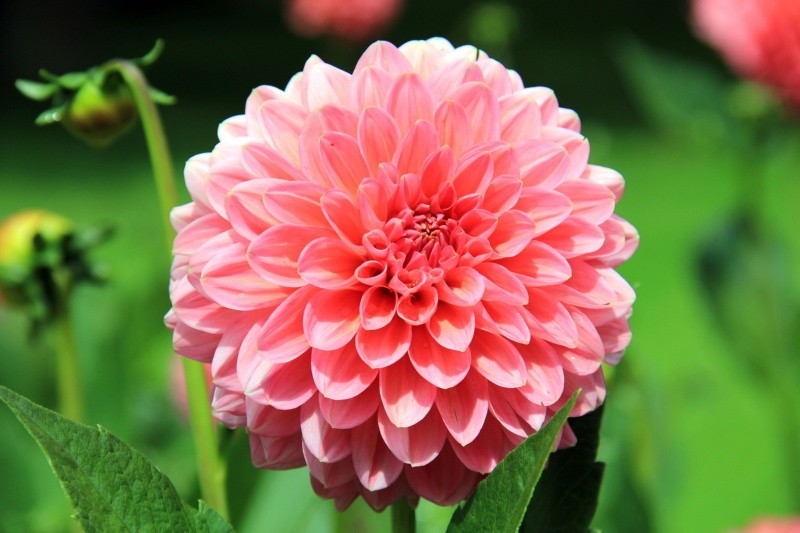 La Dalia (Dahlia) es un género muy diverso de plantas que pertenece a la familia de las asteráceas y es originaria de México y Centroamérica. / &nbsp;PIXABAY 