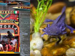 El ajolote es una especie endémica de México y mide aproximadamente 30 centímetros de longitud. ESPECIAL/SUN/Archivo y Pexels